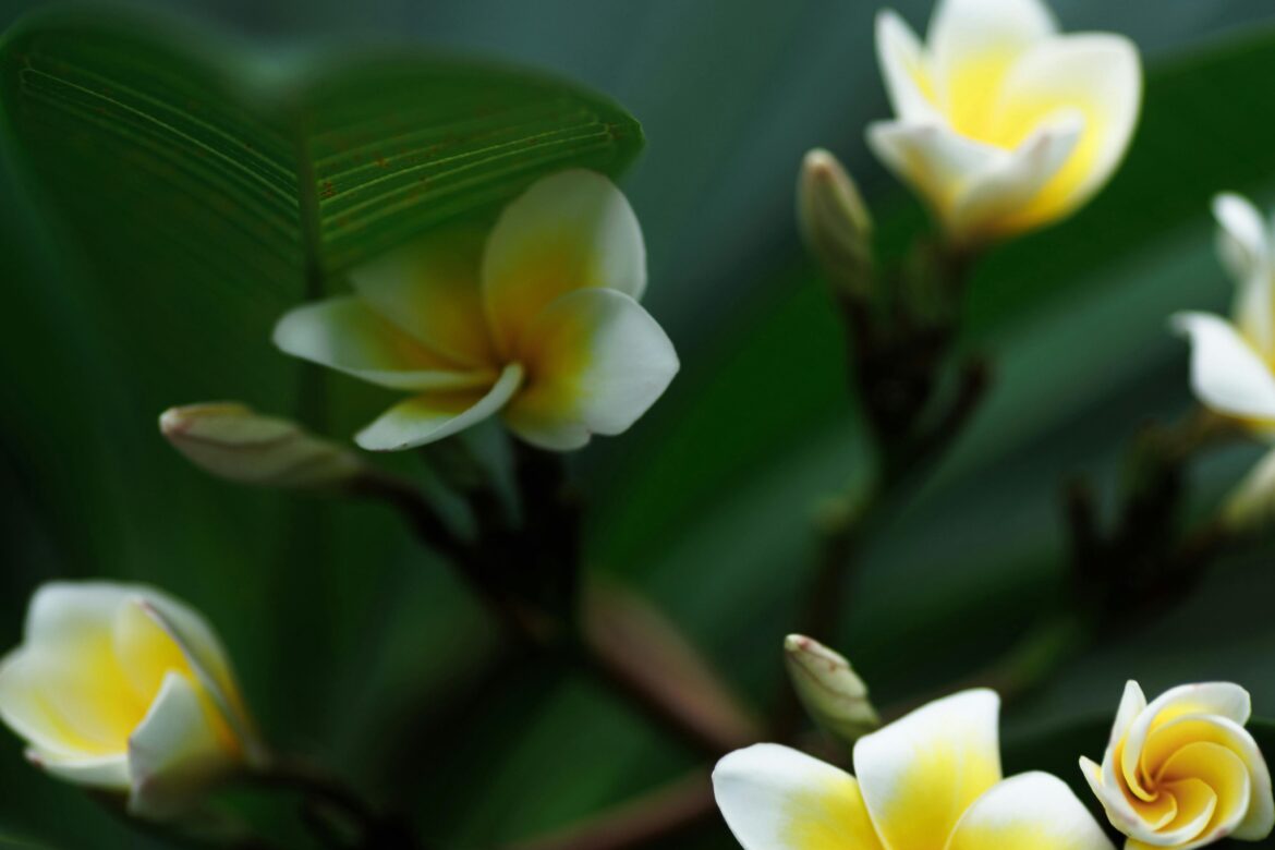 Соль в садоводстве — Применение соли для улучшения роста растений и защиты от вредителей